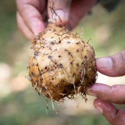 a close up of fingers holding an onion-shaped brown ball with roots growing from it 